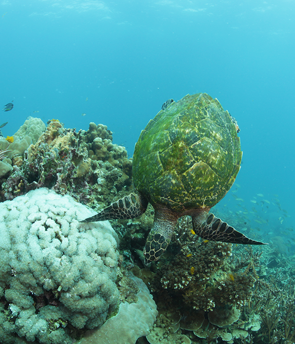Hawksbill Turtle Koh Tao, Thailand