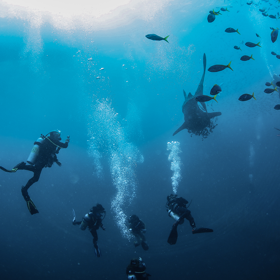 Whale Shark on Koh Tao | Scuba Shack, Koh Tao, Thailand