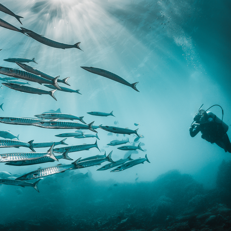 School of Barracuda