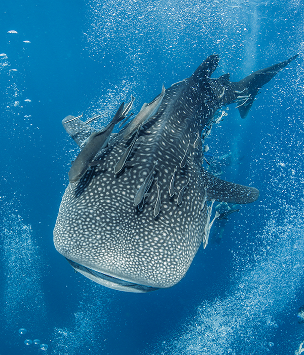 Whaleshark | Koh Tao