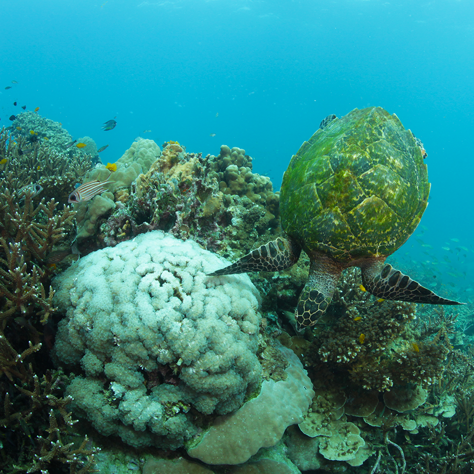 Fun Diving on Koh Tao - Sea Turtle | Scuba Shack