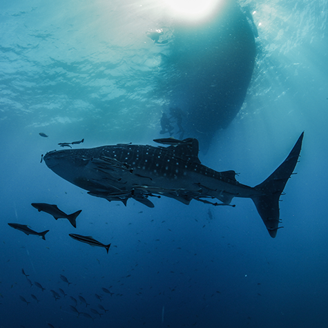 Fun Diving on Koh Tao - Whale Shark | Scuba Shack