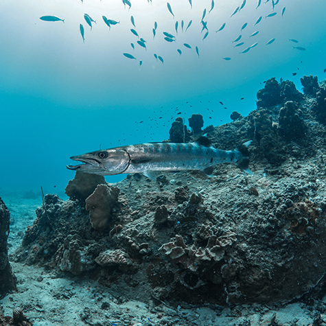 Great Barracuda - Fun Diving | Scuba Shack Koh Tao, Thailand