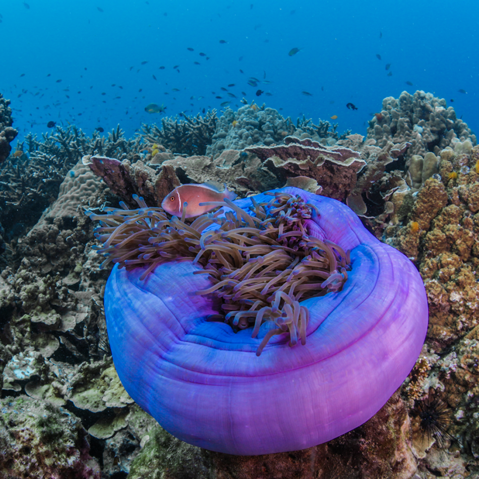 anemonefish - Koh Tao Marine Life | Scuba Shack