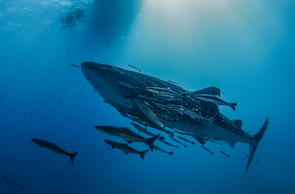 Koh Tao's Marine Life | Scuba Shack
