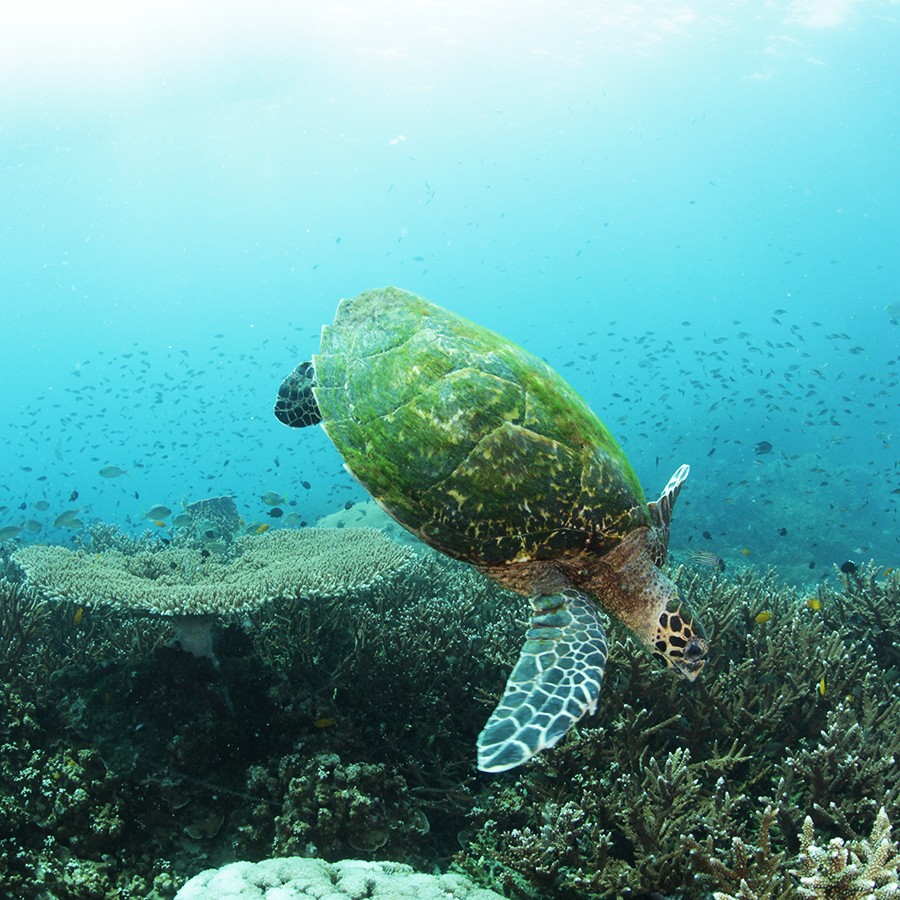 Green Turtle | Scuba Shack, Koh Tao, Thailand
