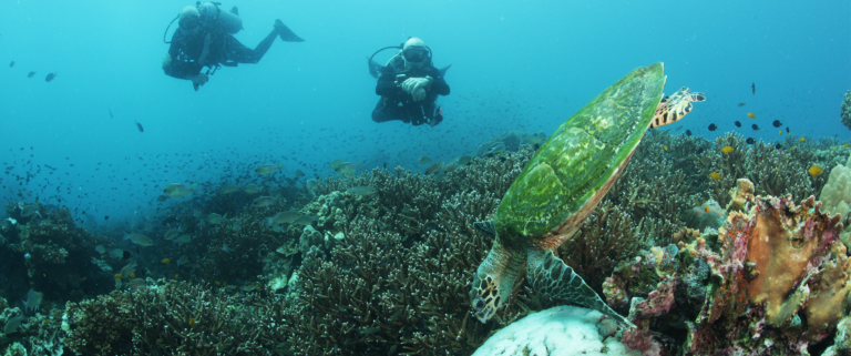 Koh tao's Marine Life | Scuba Shack