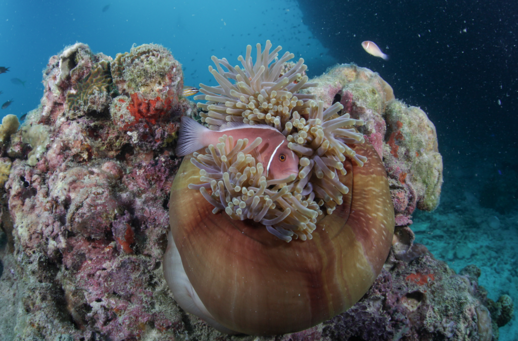 Anemonefish | Scuba Shack, Koh Tao, Thailand