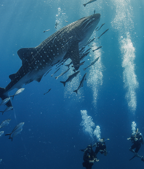 Whale Shack | Scuba Shack, Koh Tao, Thailand