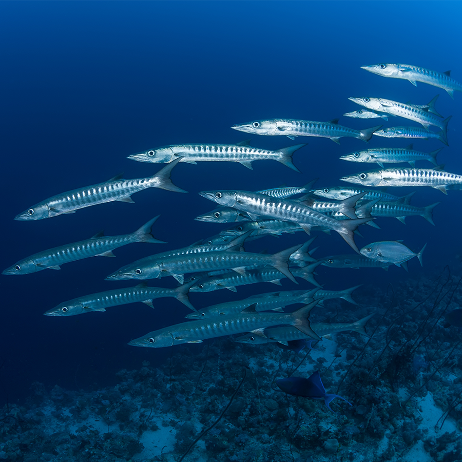school of Barracudas | Scuba Shack, Koh Tao, Thailand