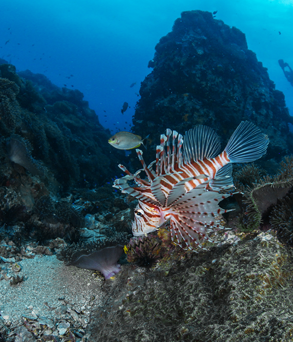 Red Lionfish - Koh Tao's Marine Life | Scuba Shack