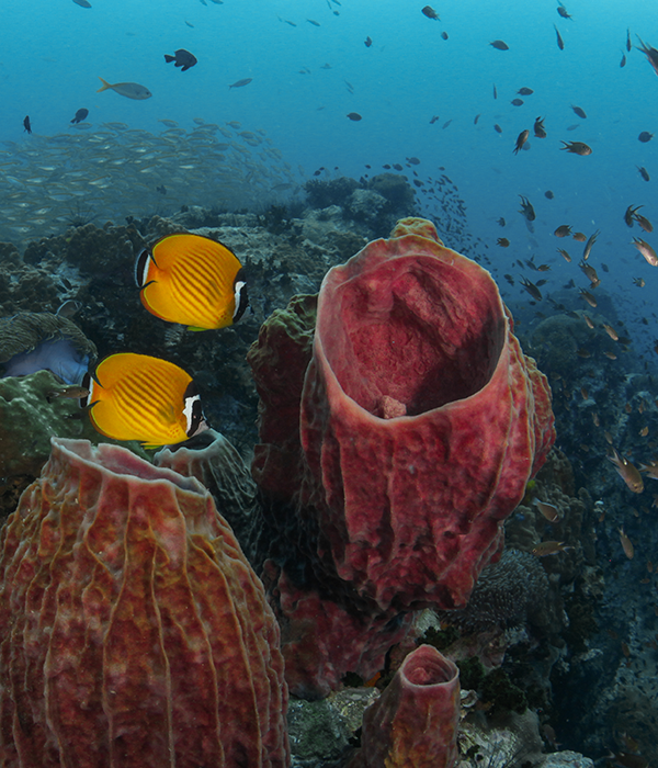 Yellow Butterfly Fish - Koh tao's Marine Life | Scuba Shack
